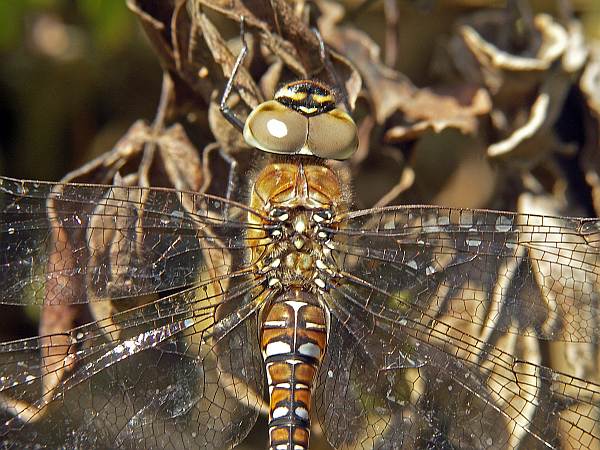 Aeshna mixta, Migrant Hawker dragonfly, female closeup of head