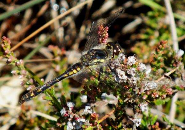 brachytron pratense, Hairy Dragonfly (female)