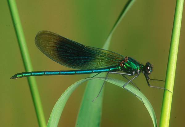 Calopteryx splendens, Banded Demoiselle, male