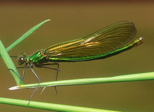 Calopteryx splendens, Banded demoisellem, female