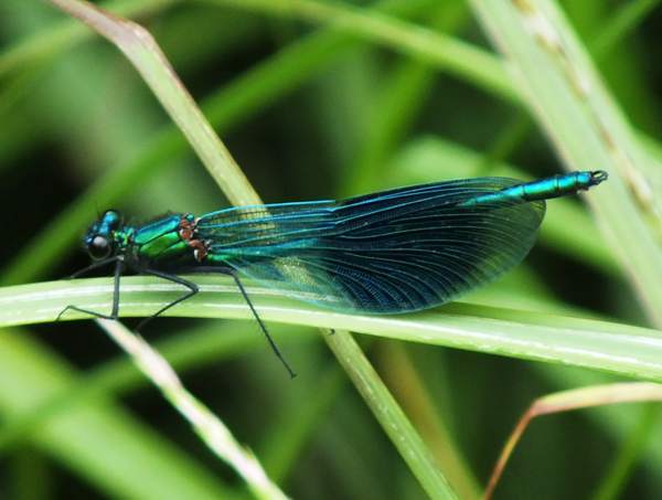 Calopteryx splendens, Banded Demoiselle, male, West Wales UK