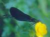 Beautiful Demoiselle, Calopteryx virgo