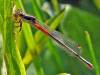 Small Red Damselfly