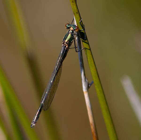 Chalcolestes viridis, Willow Emerald Damselfly
