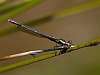 Willow Emerald Damselfly