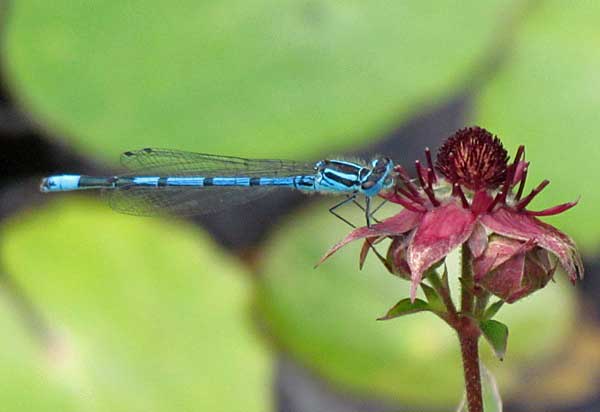 Azure Damselfly, male