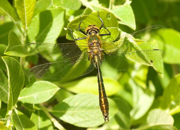Cordulia aenea, Downy Emerald Dragonfly