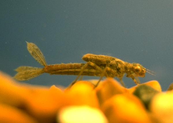 damselnymph