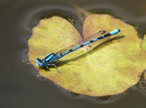 Common blue damsel, Wales UK