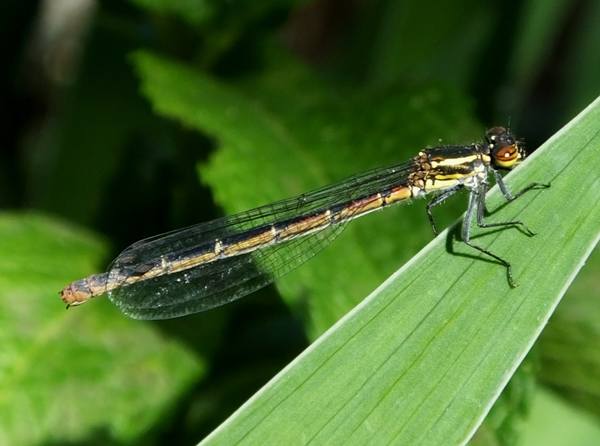 Common blue damsel, female, southern France
