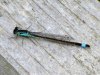 Ischnura elegans, Blue-tailed Damselfly