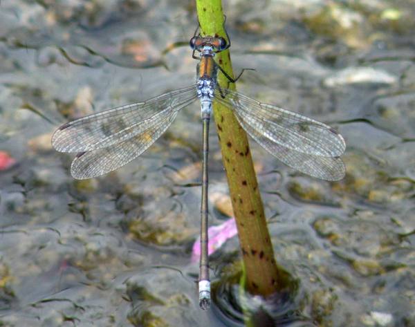 Lestes dryas, Scarce Emerald Damselfly