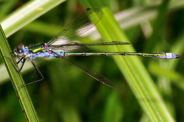 Lestes sponsa, male