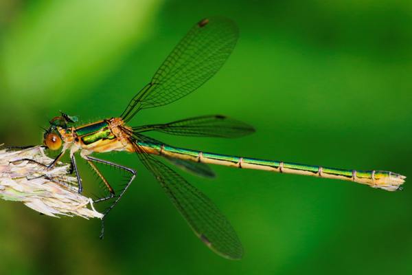 Female Emerald Damselfly, Oxfordshire