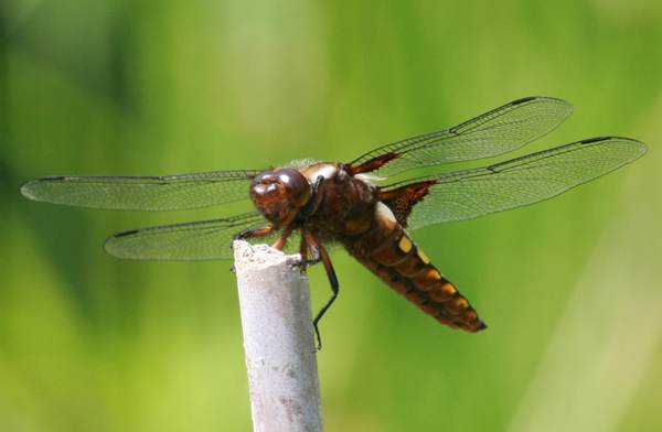 Female Broad-bodied Chaser, underside view