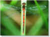 Large red damselfly