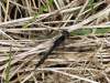 Black Darter dragonfly