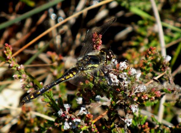 Black Darter dragonfly (male), West Wales