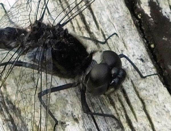 Closeup of Sympetrum danae head and thorax