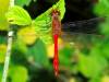 Ruddy Darter dragonfly