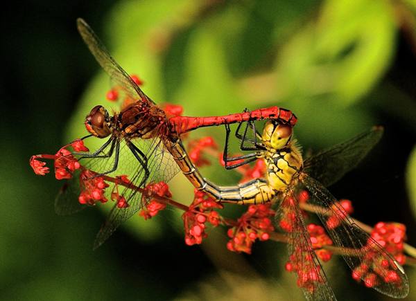 Ruddy Darter wheel (male and female mating)