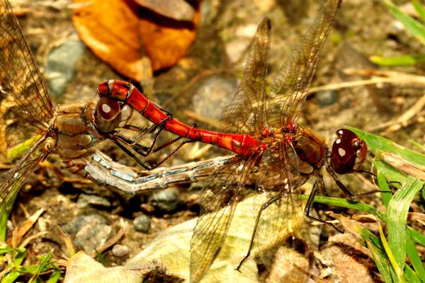 Red Darters in a wheel