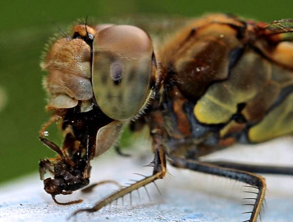 Red Darter, closeup of legs, head and thorax