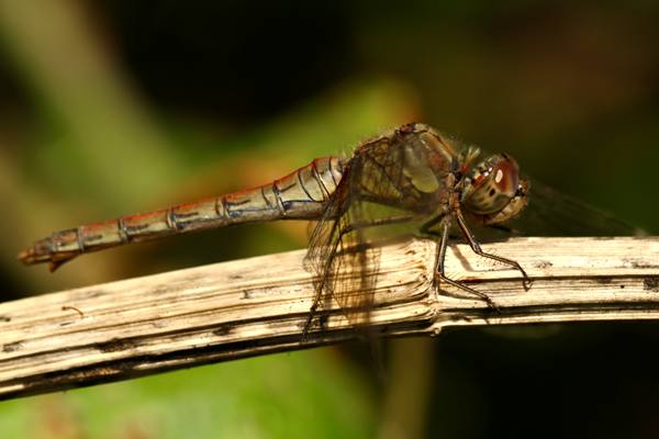 Red Darter female, England