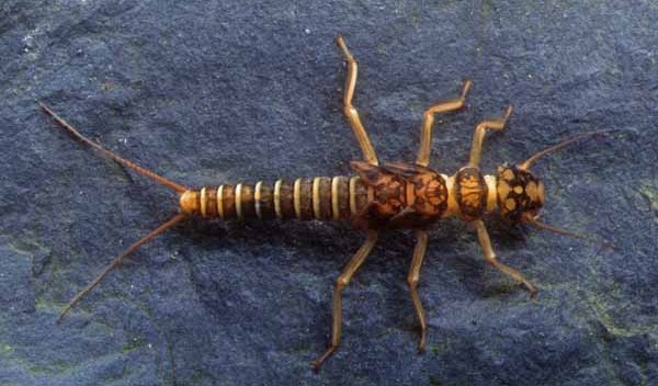 Nymph of the orange-striped stonefly, Perlodes mortoni