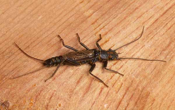 Adult male Orange-striped Stonefly, Perlodes mortoni