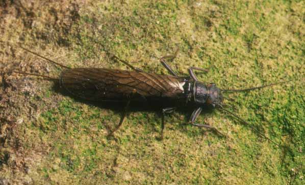 Adult female Orange Stonefly