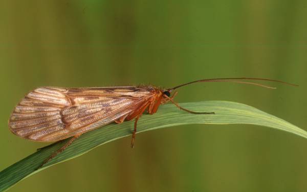 Adult caperer sedge fly