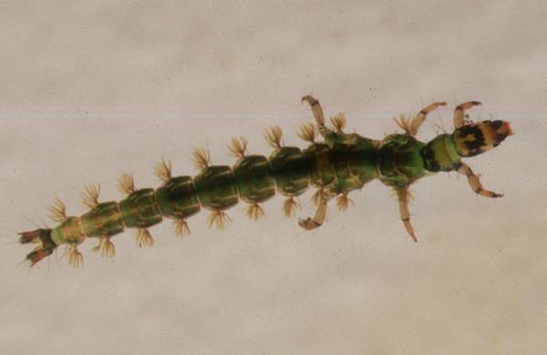 Larve of the sandfly