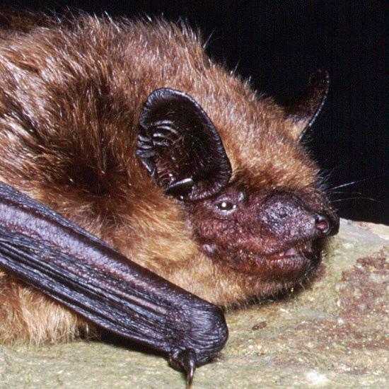 Closeup of head of Eptesicus serotinus, Serotine Bat