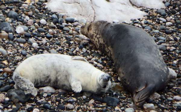 Seal with pup, Anmgel Bay, October 2024
