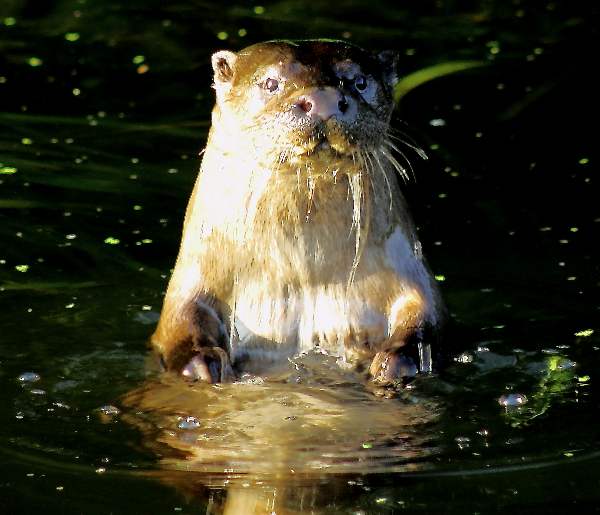 Otter on the River Frome