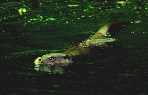 Otter on the River Frome, Dorset