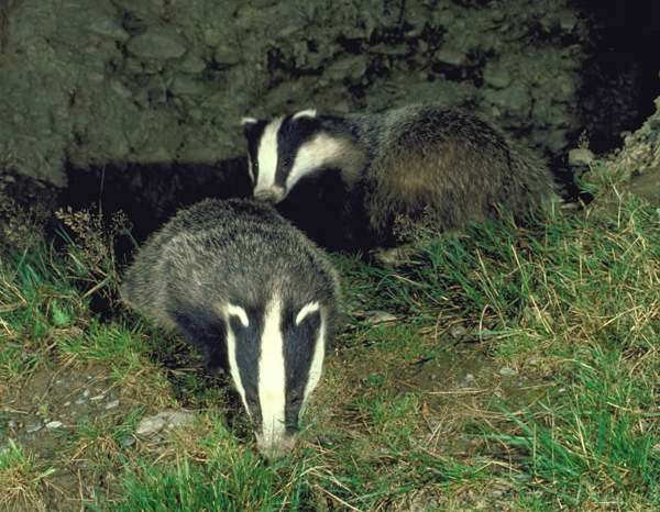 badger