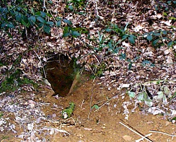 badger sett