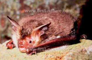Bechstein's bat