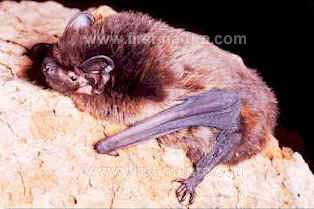 Leisler's bat