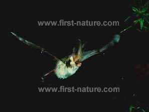Brown long-eared bat