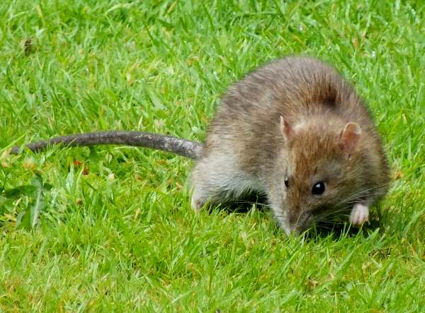 Brown rat