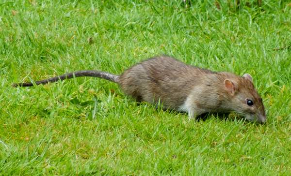 Rat