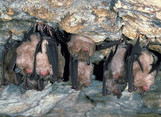 Greater horseshoe bat