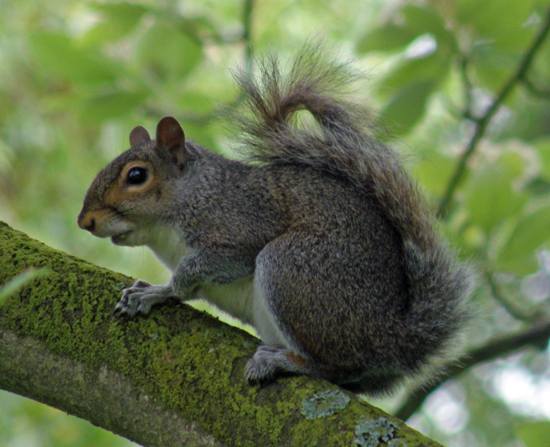 Grey squirrel