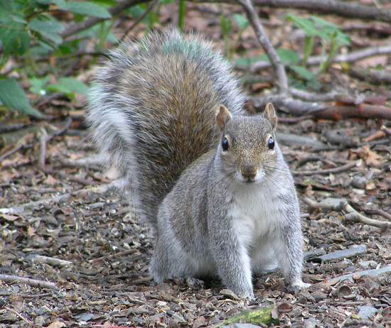 Grey squirrel in winter