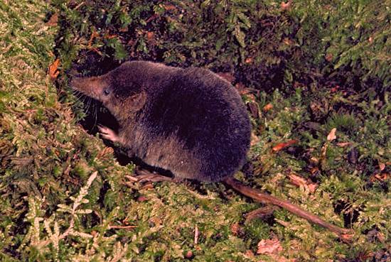 Common shrew