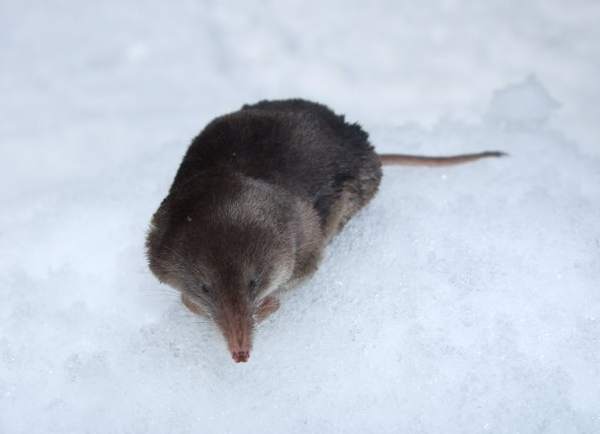 Shrew in the snow