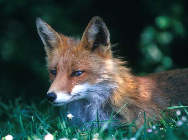 Red Fox, picture by Ray Tipper